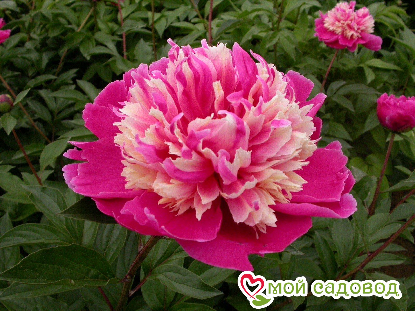 Пион травянистый Дейдрим