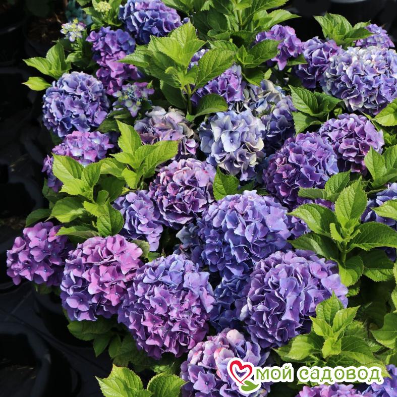 Гортензия крупнолистная Ренате Стайнгер ЗКС