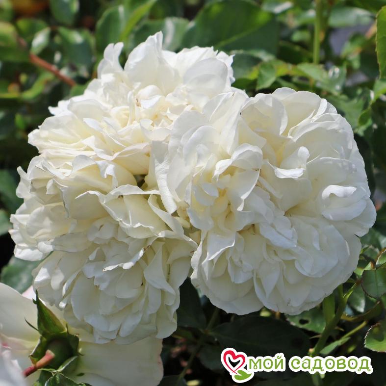 Роза Вайт Мейдиланд