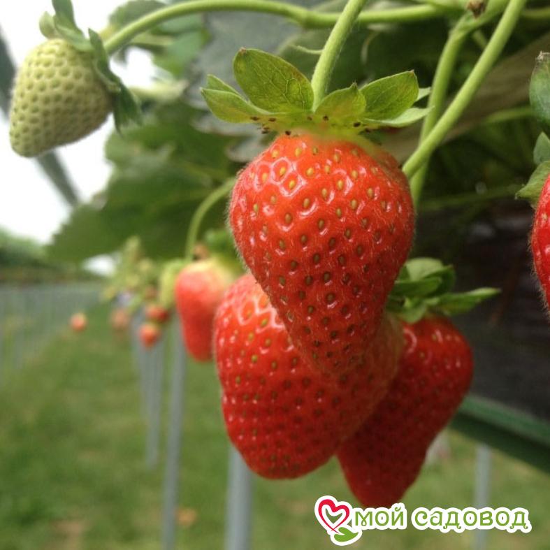 Клубника Эвис делайт