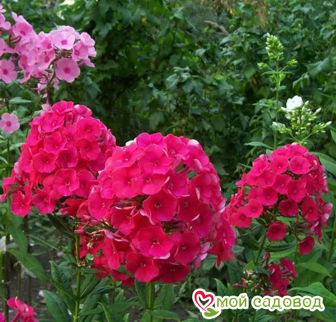 Флокс метельчатый Надя